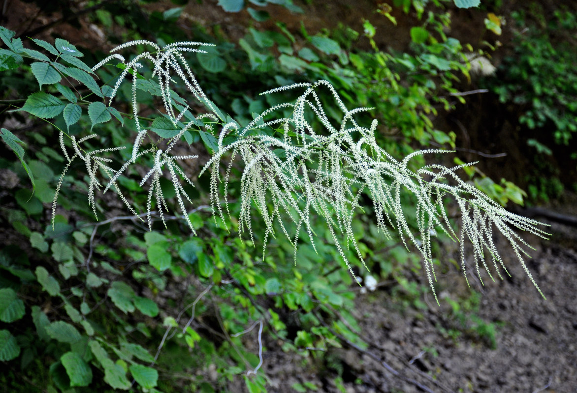 Изображение особи Aruncus sylvestris.