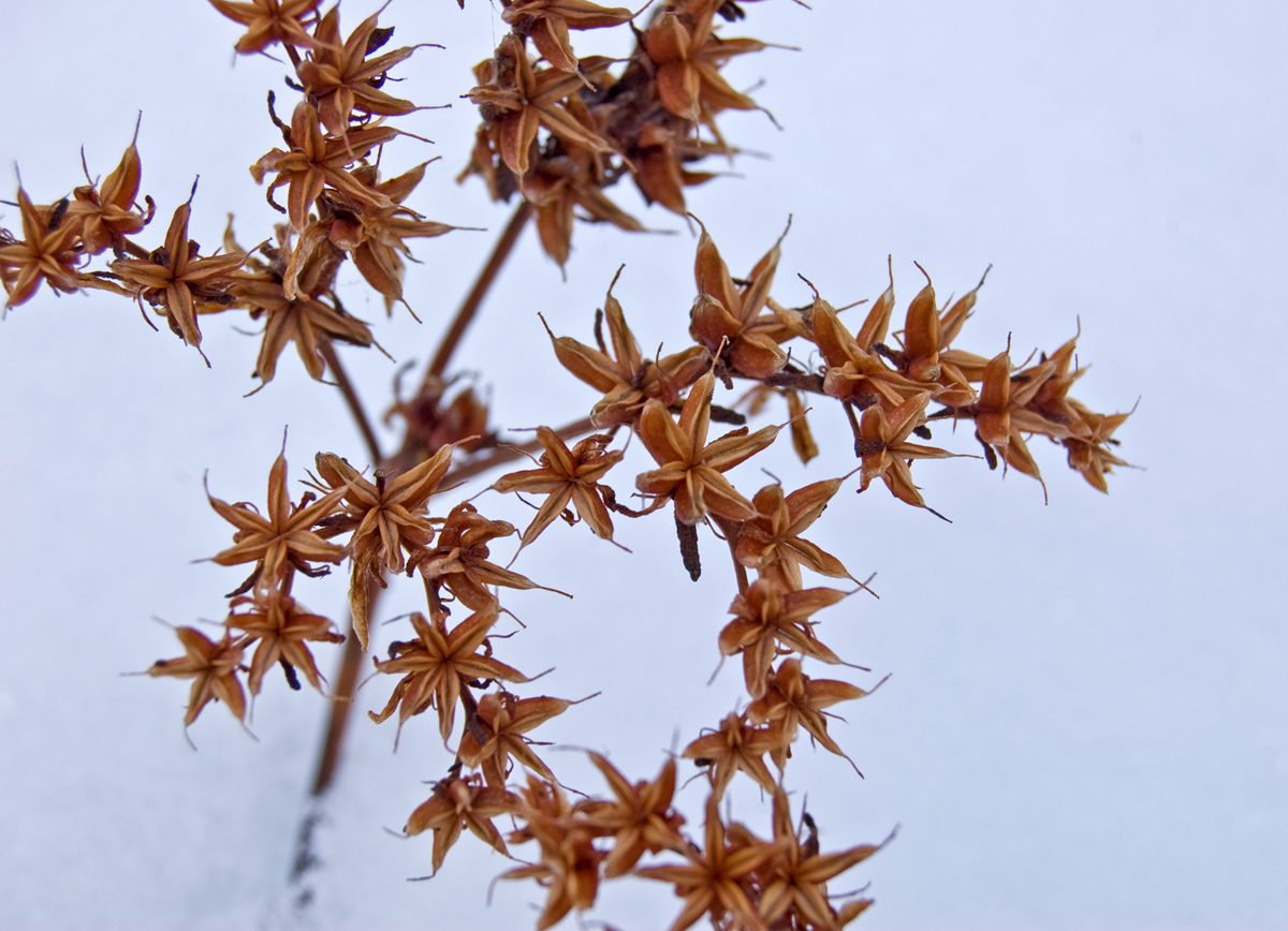 Image of genus Sedum specimen.