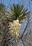 Yucca potosina