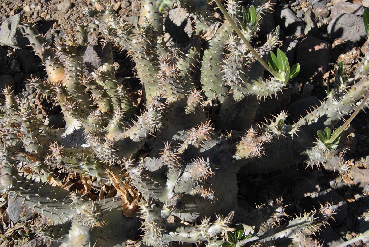 Image of Pachypodium horombense specimen.