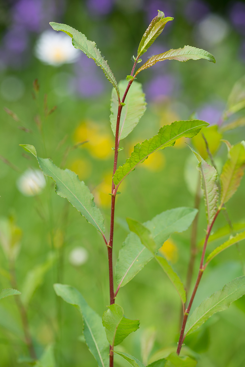 Image of Salix myrsinifolia specimen.