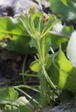 Plantago afra. Отцветшее растение с завязавшимися плодами. Израиль, к востоку от большого Тель-Авива, Национальный парк Мигдаль Цедек, гарига на каменистом склоне. 05.03.2018.