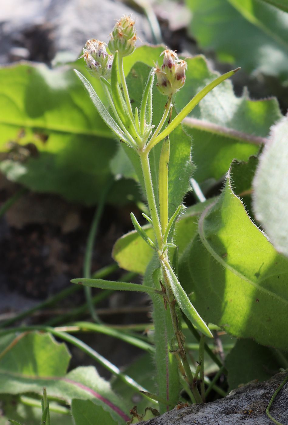 Image of Plantago afra specimen.