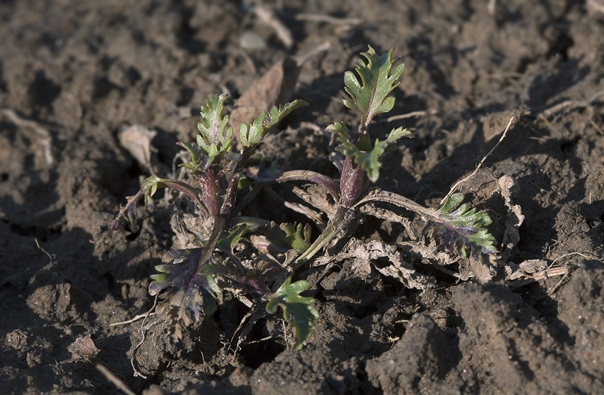 Image of Veronica schmidtiana specimen.