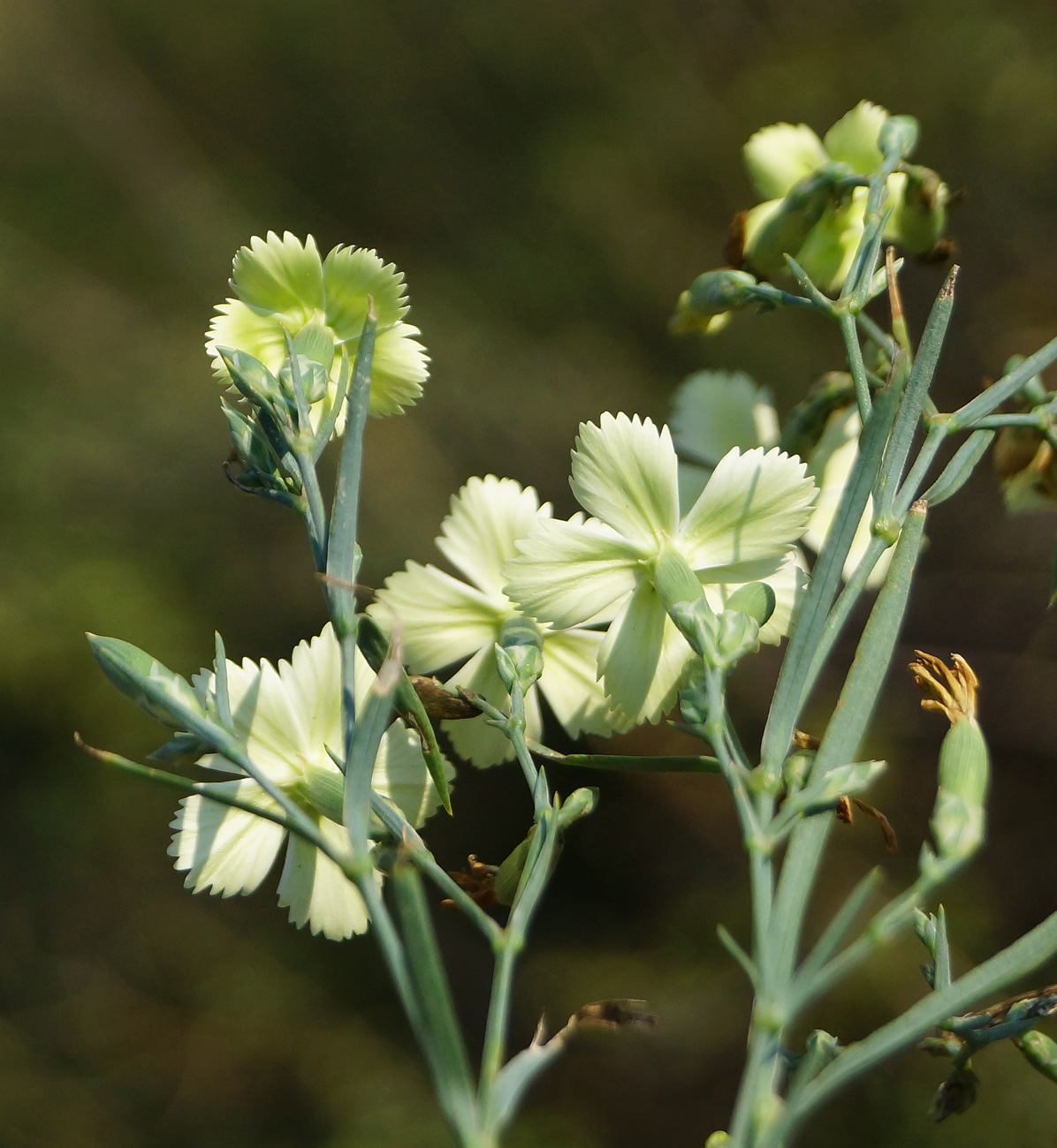 Image of Dianthus ramosissimus specimen.