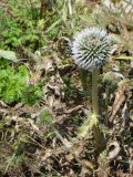 Echinops pungens