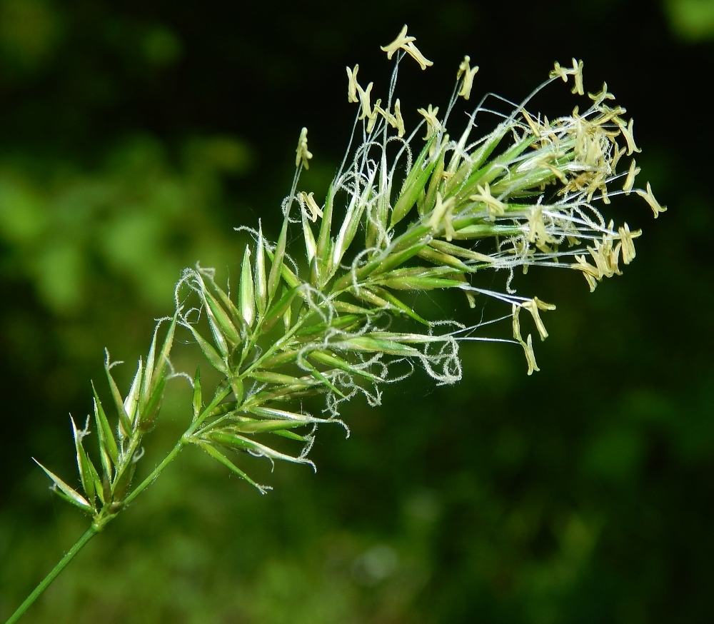 Image of Anthoxanthum odoratum specimen.