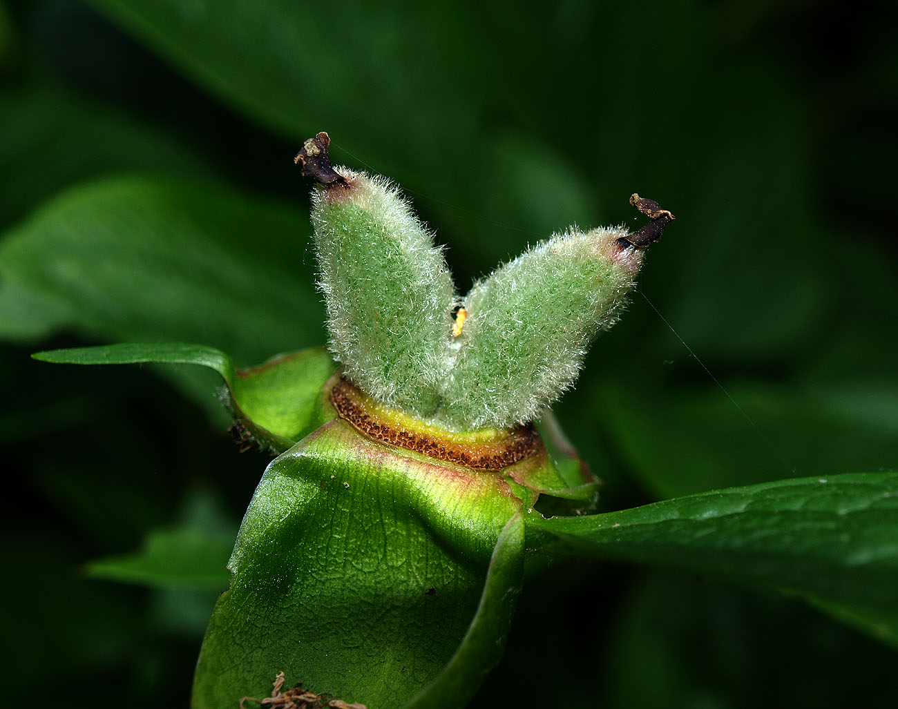 Image of Paeonia wittmanniana specimen.