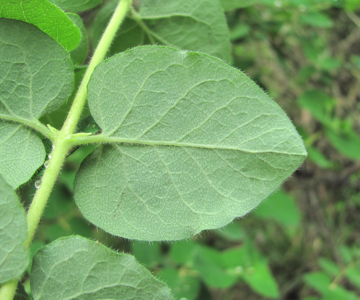 Image of Lonicera iberica specimen.