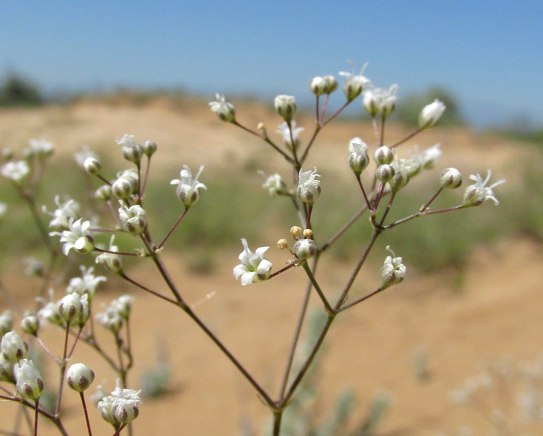 Image of Gypsophila paniculata specimen.