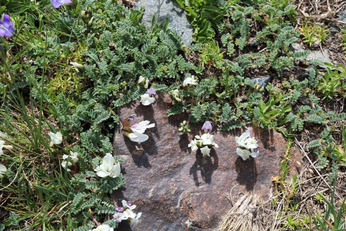 Image of Astragalus gezeldarensis specimen.