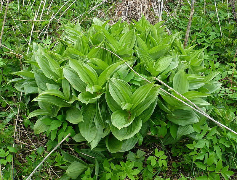 Изображение особи Veratrum lobelianum.