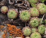 Sempervivum pumilum. Растения на обрыве горного склона. Северная Осетия, Алагирское ущелье, окр. пос. Нар, склоны Бокового хребта, 1730 м н.у.м. 07.05.2010.