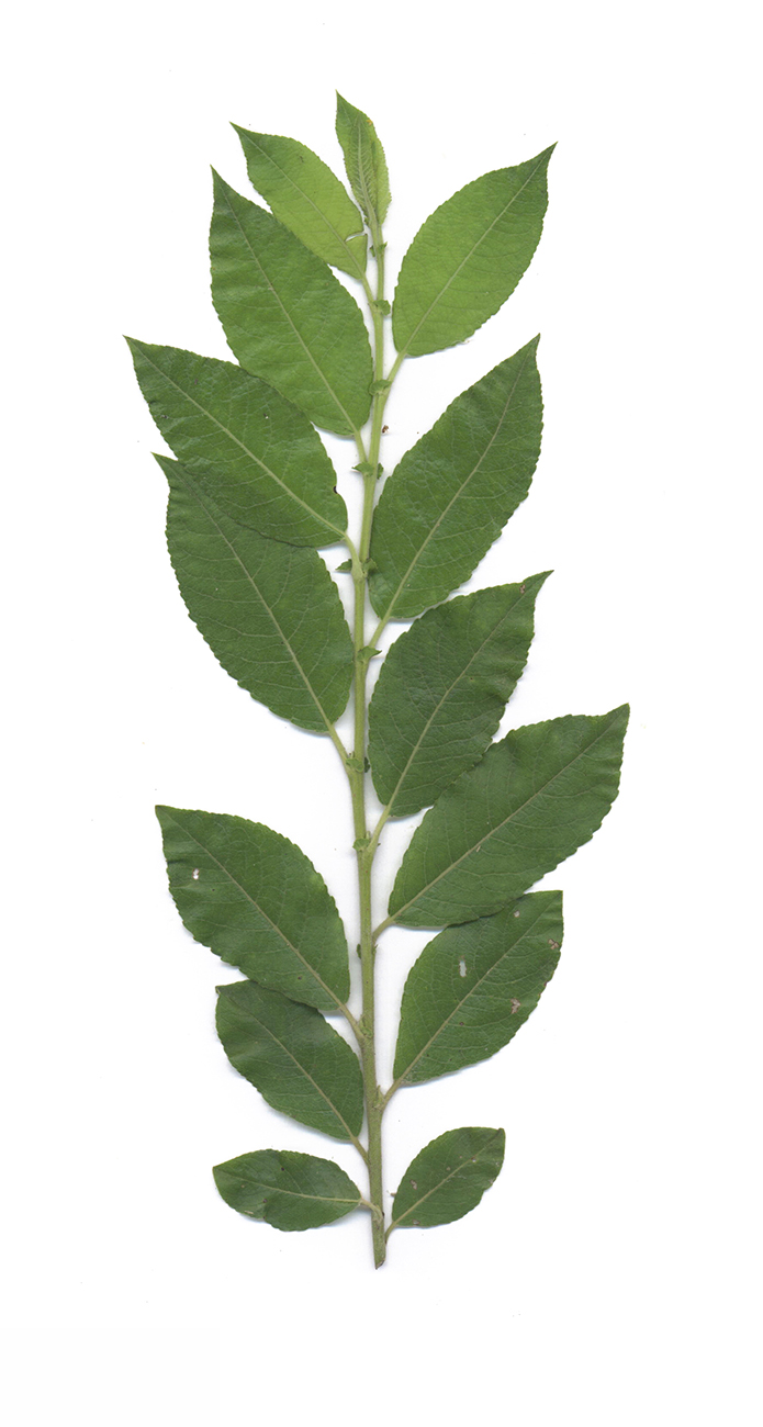 Изображение особи Salix myrsinifolia.