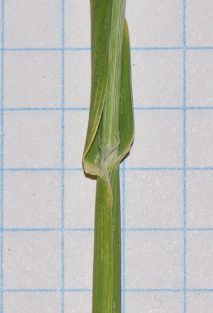 Image of Phalaris brachystachys specimen.