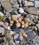 genus Sedum