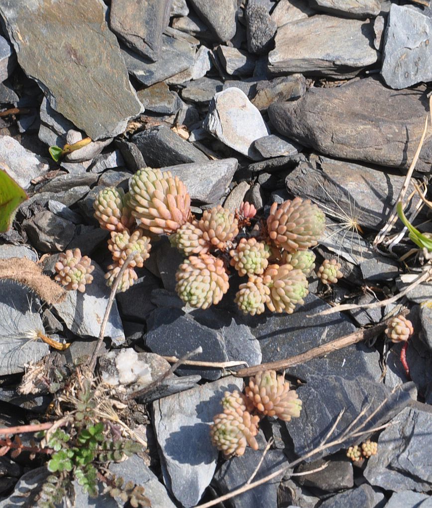 Image of genus Sedum specimen.