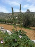 Acanthus spinosus