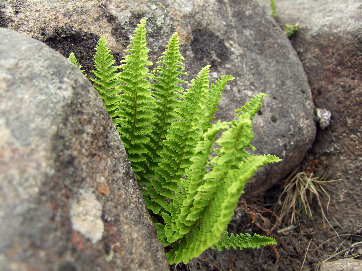 Image of Dryopteris fragrans specimen.