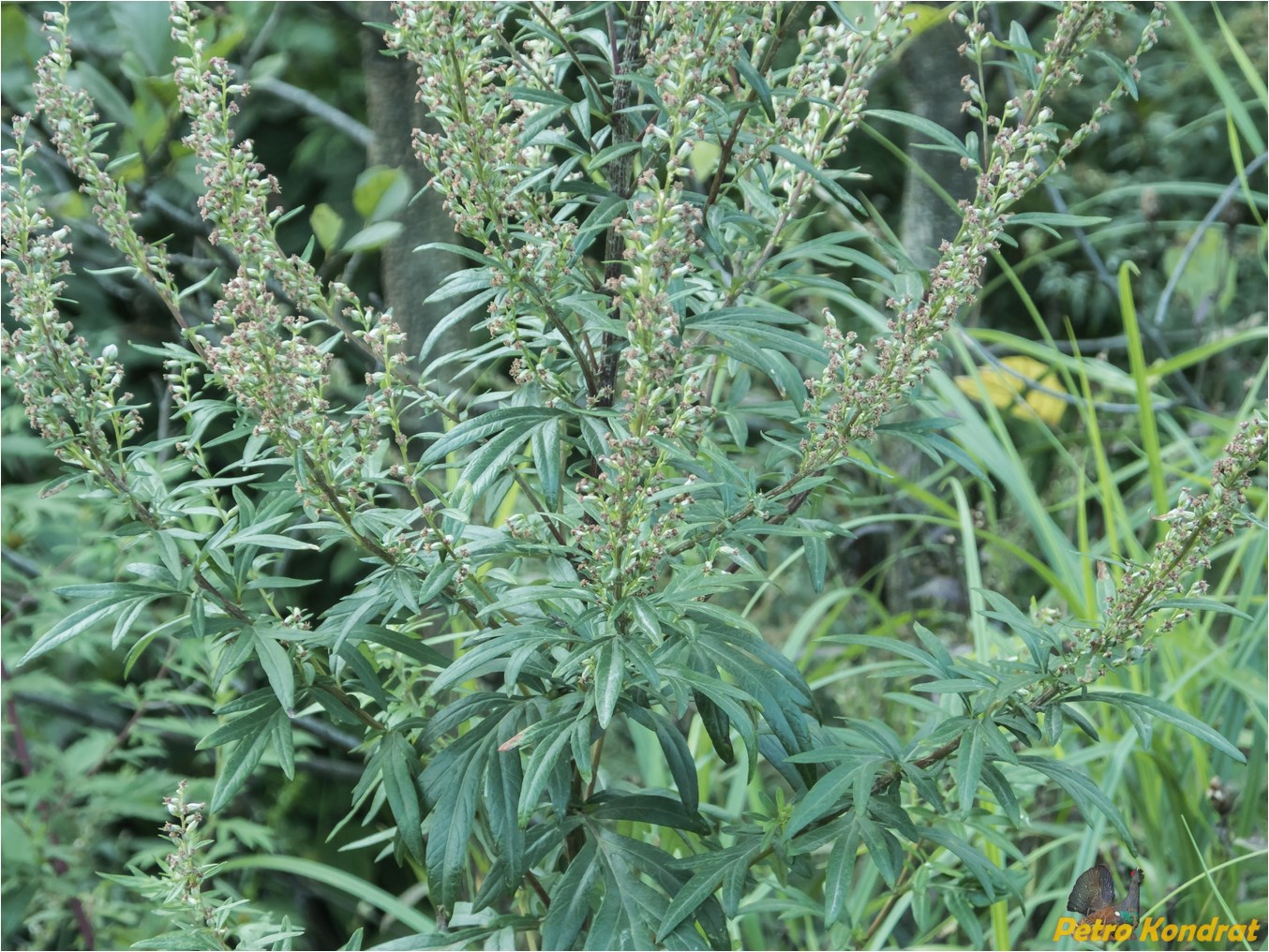 Изображение особи Artemisia vulgaris.