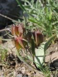 Rhinopetalum stenantherum