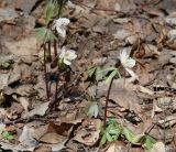 Eranthis sibirica. Цветущие растения. Иркутская обл., Слюдянский р-н, долина р. Слюдянка, редкий смешанный лес. 29.04.2018.