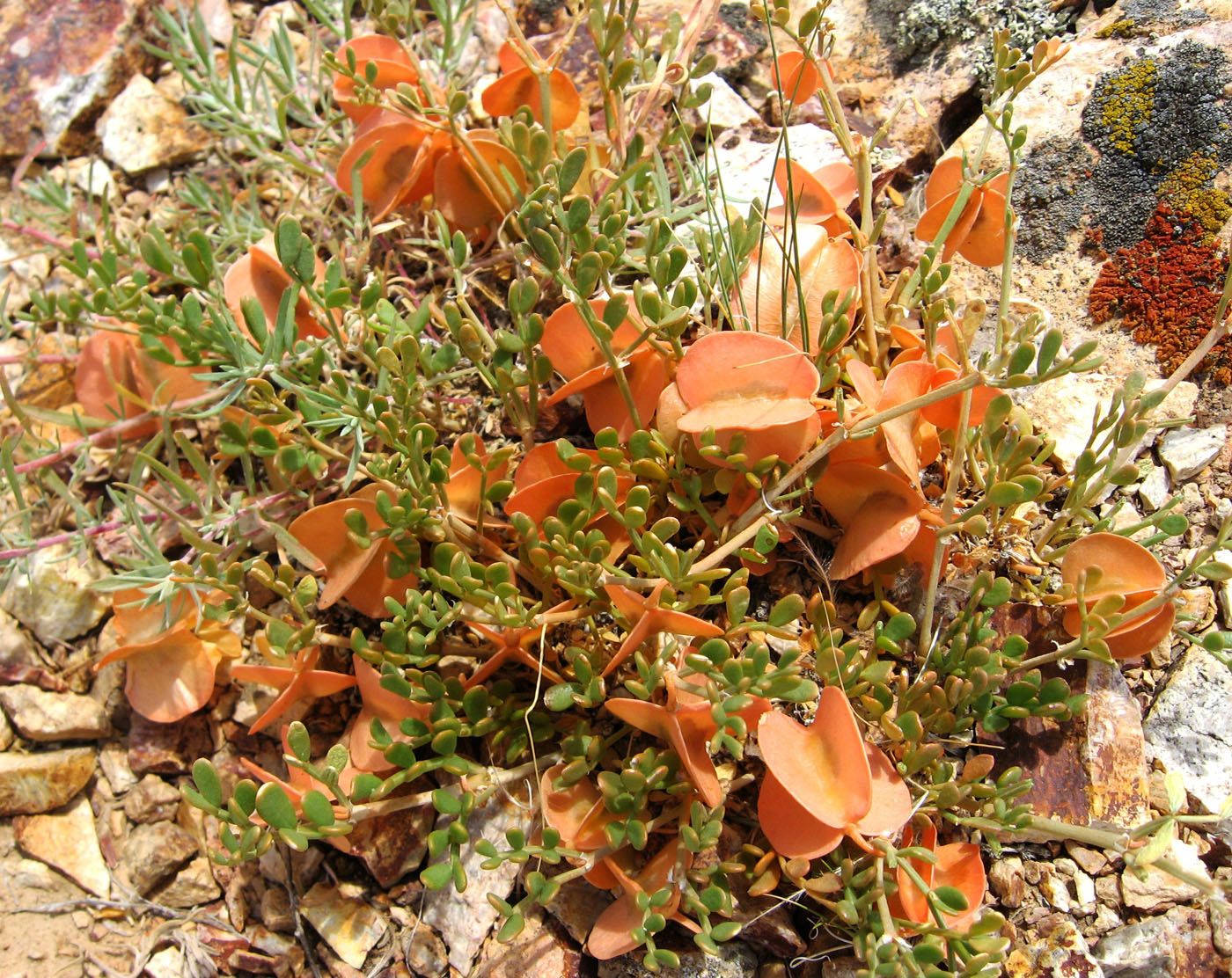 Изображение особи Zygophyllum pinnatum.