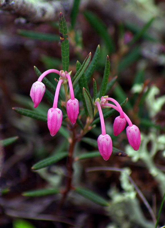 Изображение особи Andromeda polifolia.