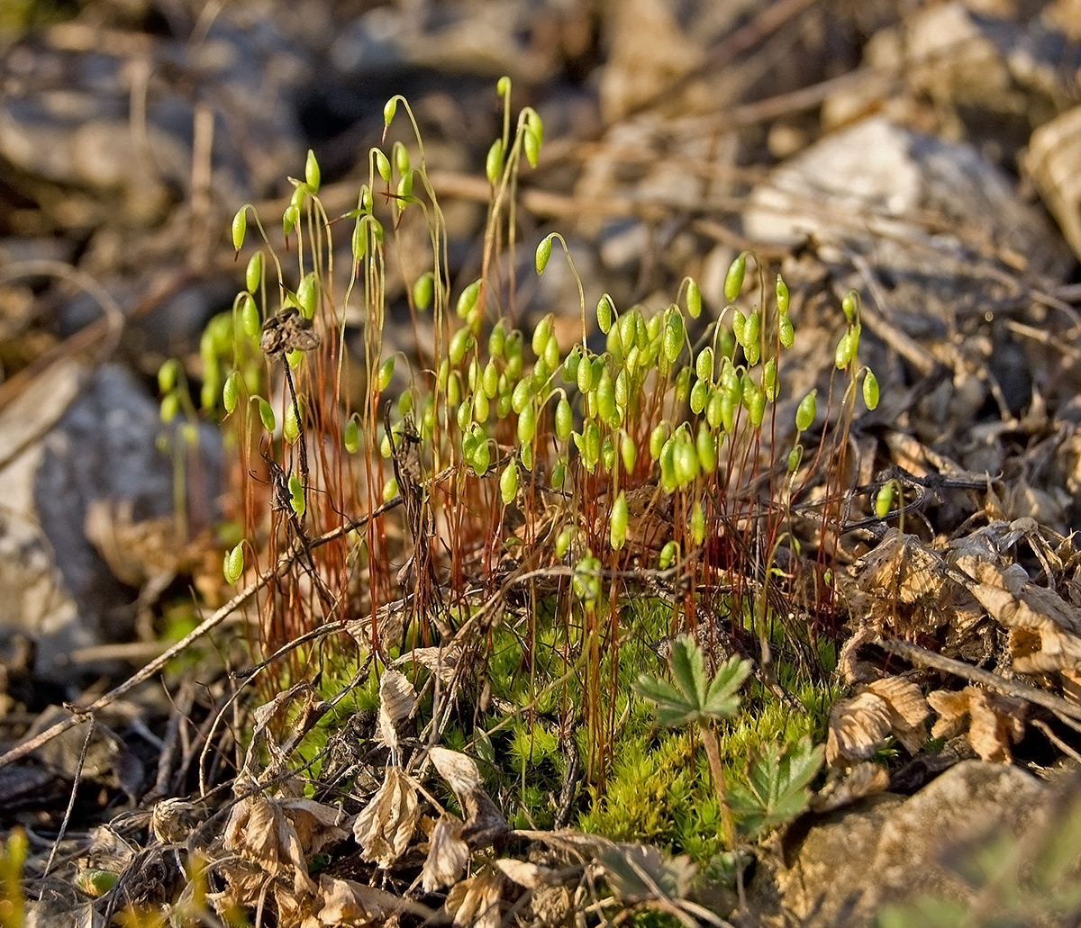 Изображение особи род Bryum.