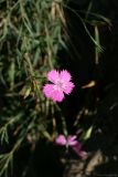 Dianthus caucaseus. Цветок. Краснодарский край, Туапсинский р-н, парк Кадош, скалистый склон к морю. 27.09.2011.