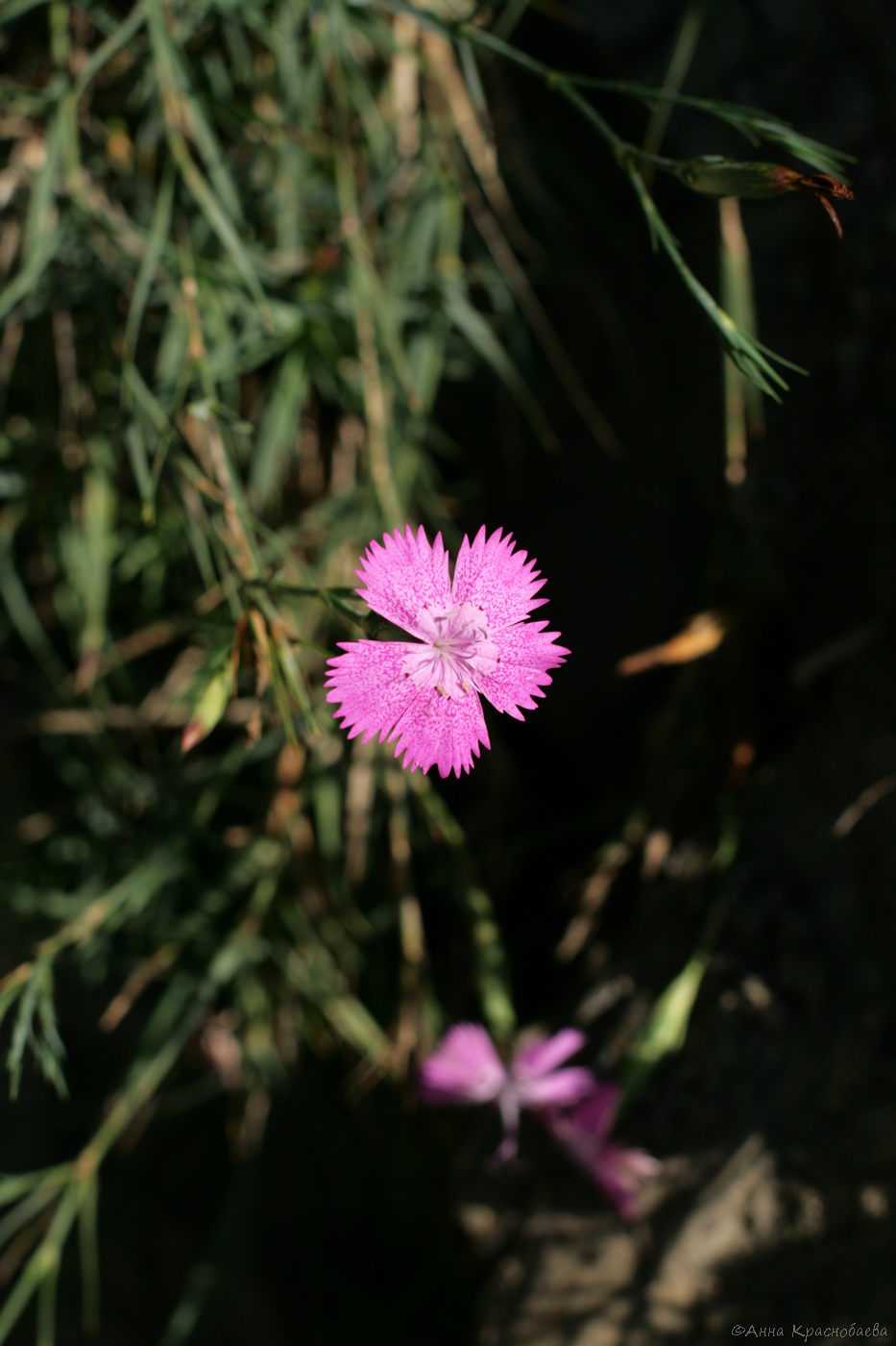 Изображение особи Dianthus caucaseus.