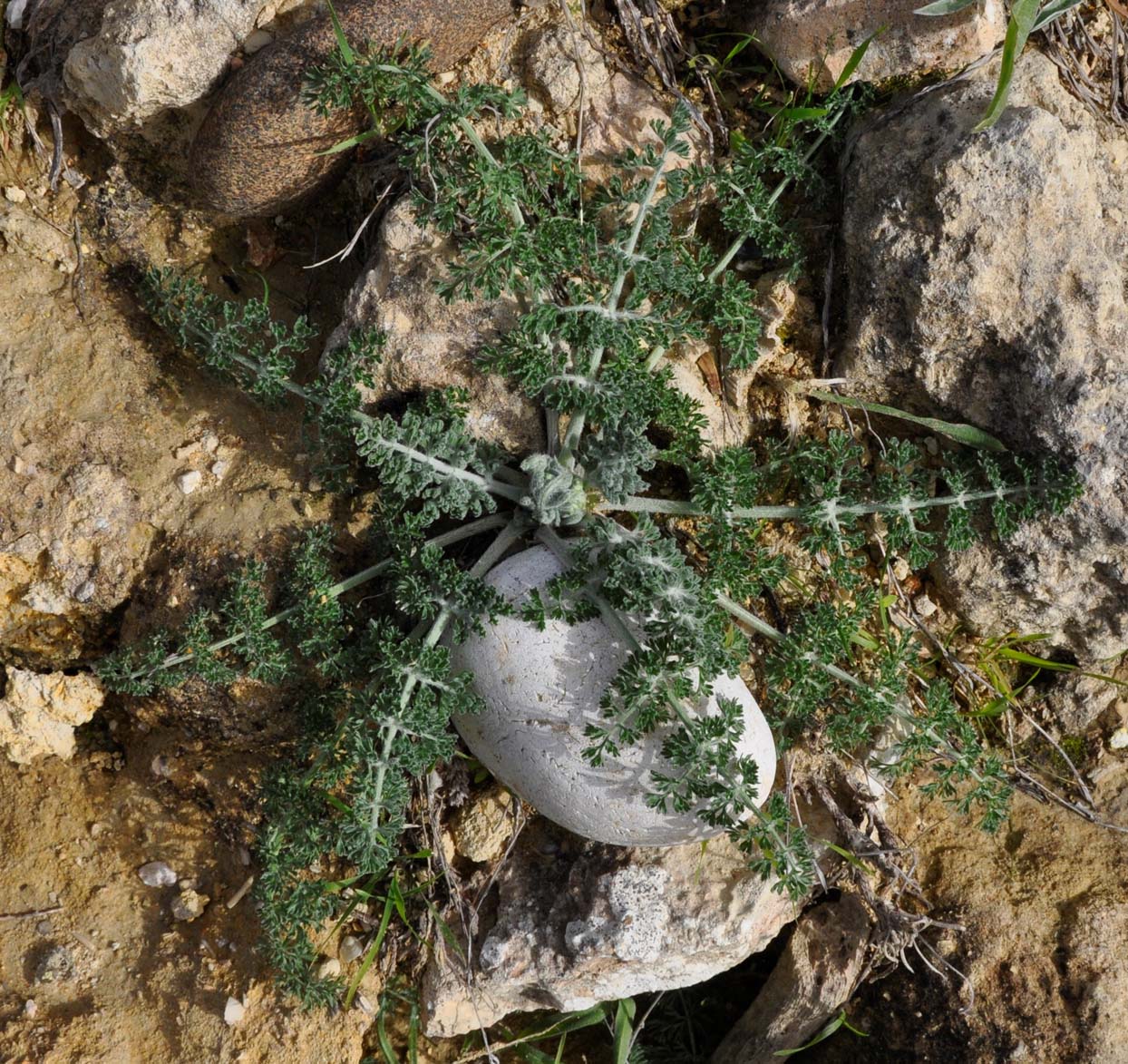 Image of Zosima absinthifolia specimen.
