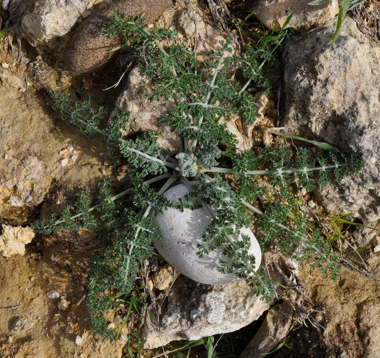 Изображение особи Zosima absinthifolia.