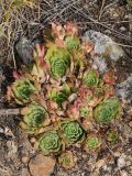 Sempervivum tectorum