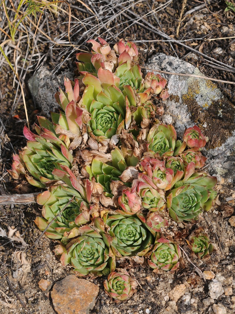 Image of Sempervivum tectorum specimen.