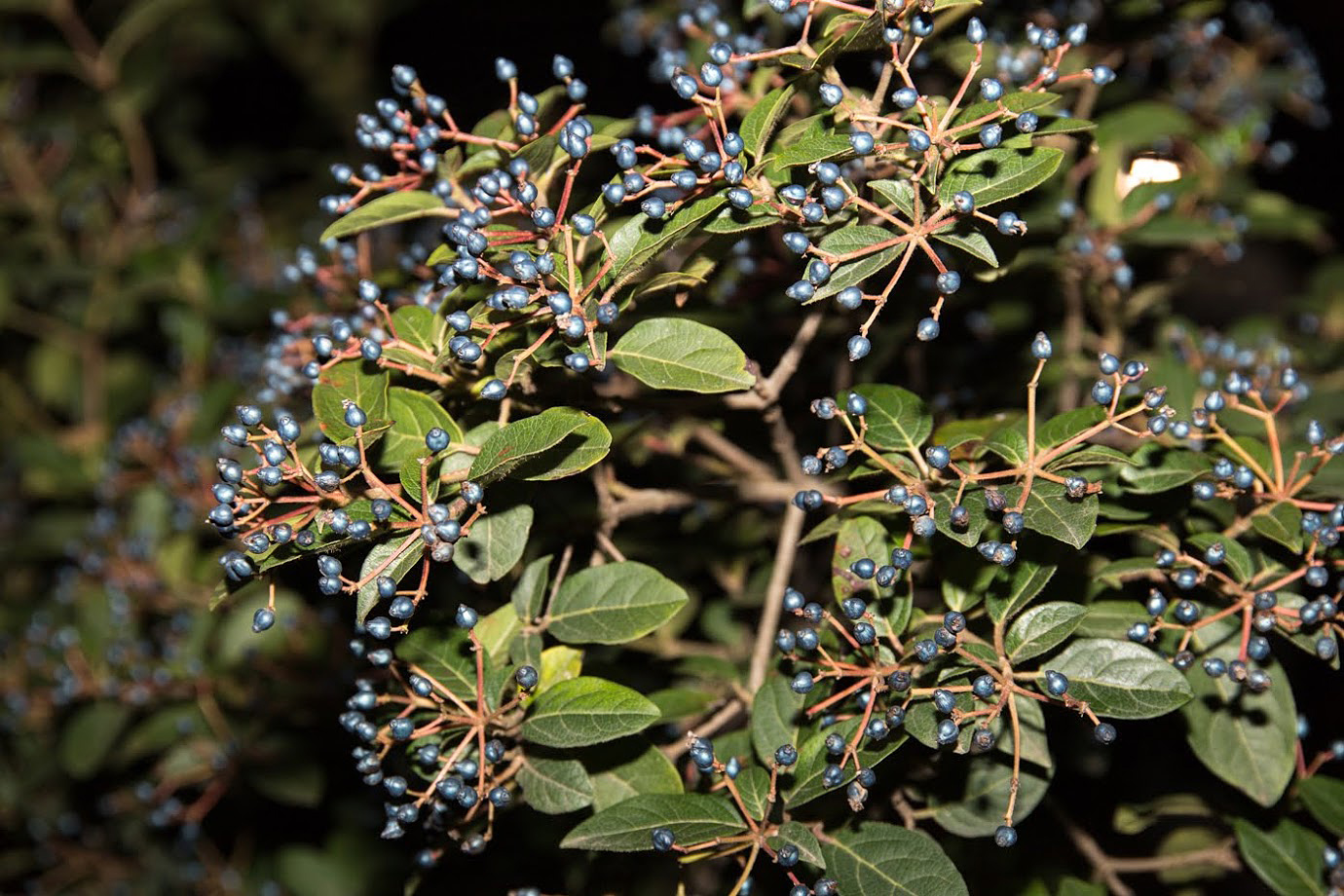 Изображение особи Viburnum tinus.