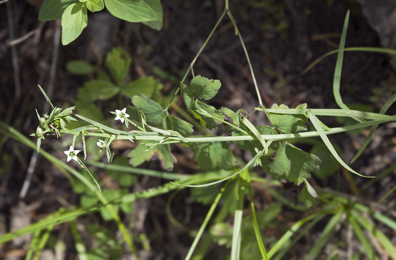 Изображение особи Thesium alatavicum.