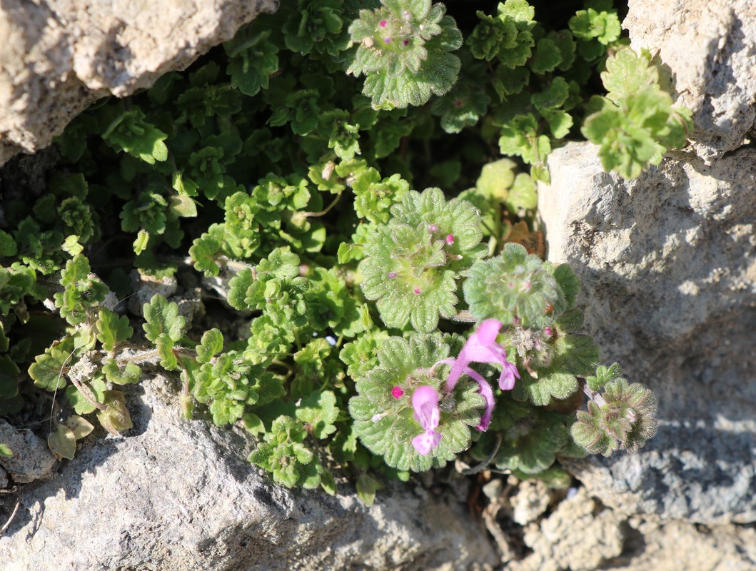 Image of Lamium amplexicaule specimen.