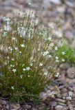 Minuartia stricta