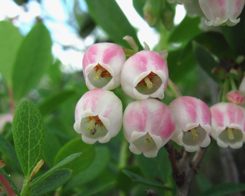 Изображение особи Vaccinium uliginosum.