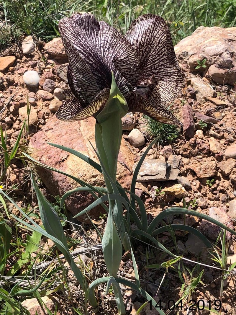 Изображение особи Iris lycotis.