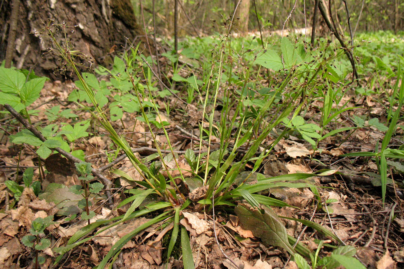 Image of Luzula pilosa specimen.