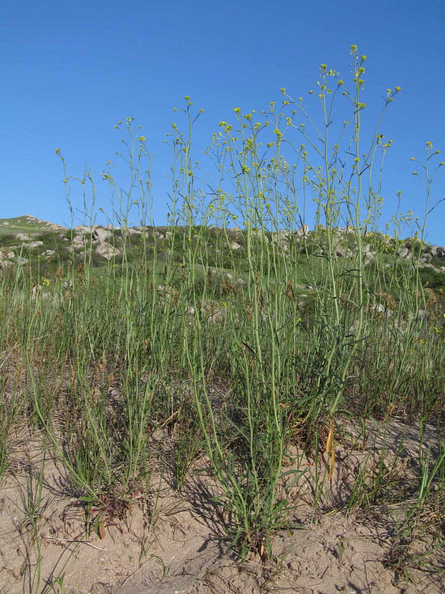 Image of Sisymbrium polymorphum specimen.