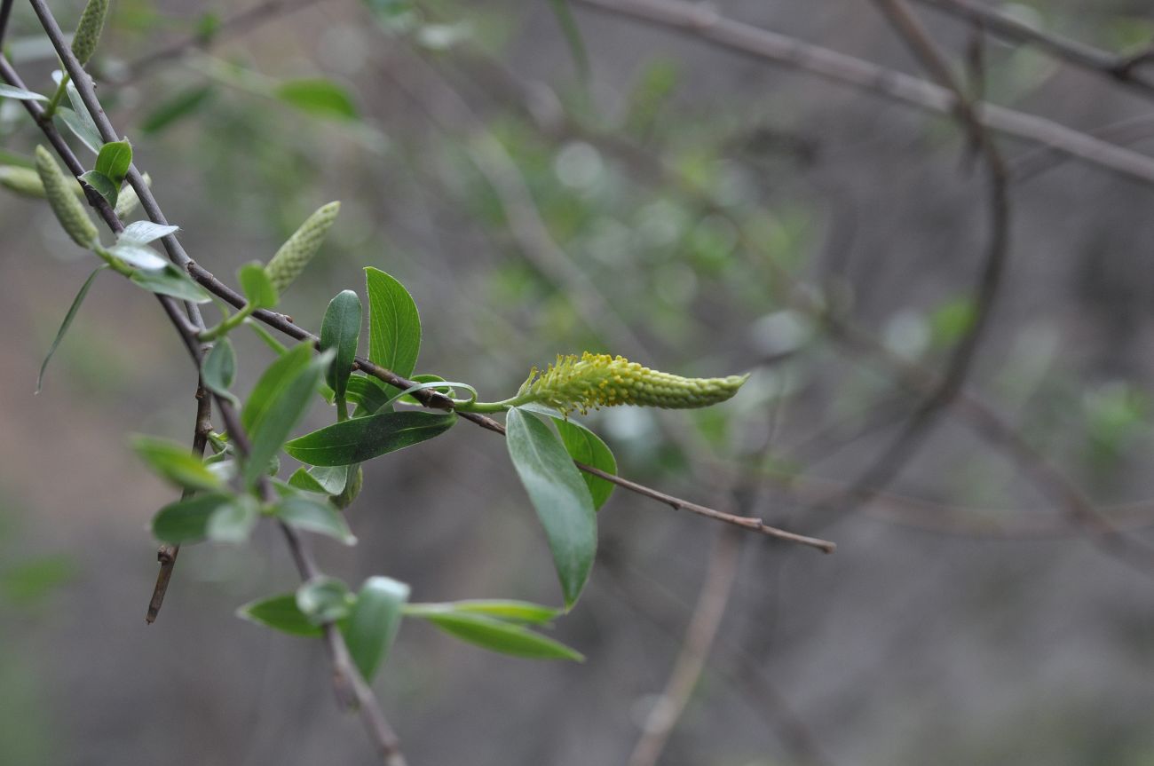Image of genus Salix specimen.