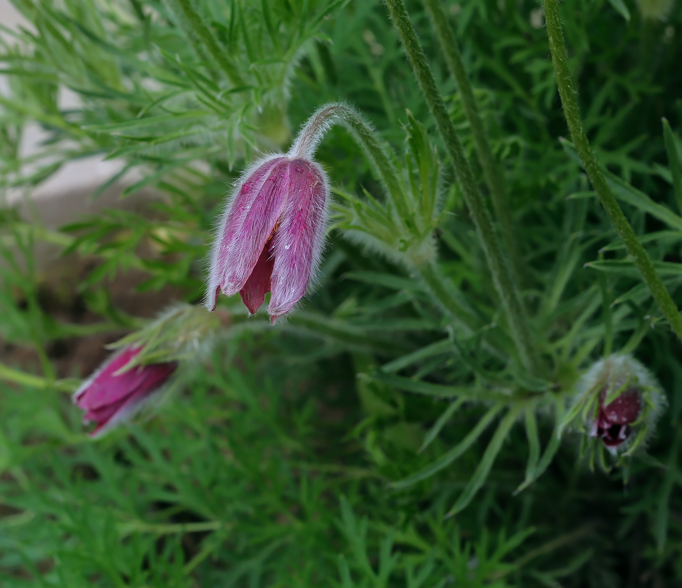 Image of Pulsatilla vulgaris specimen.