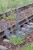 Echium vulgare