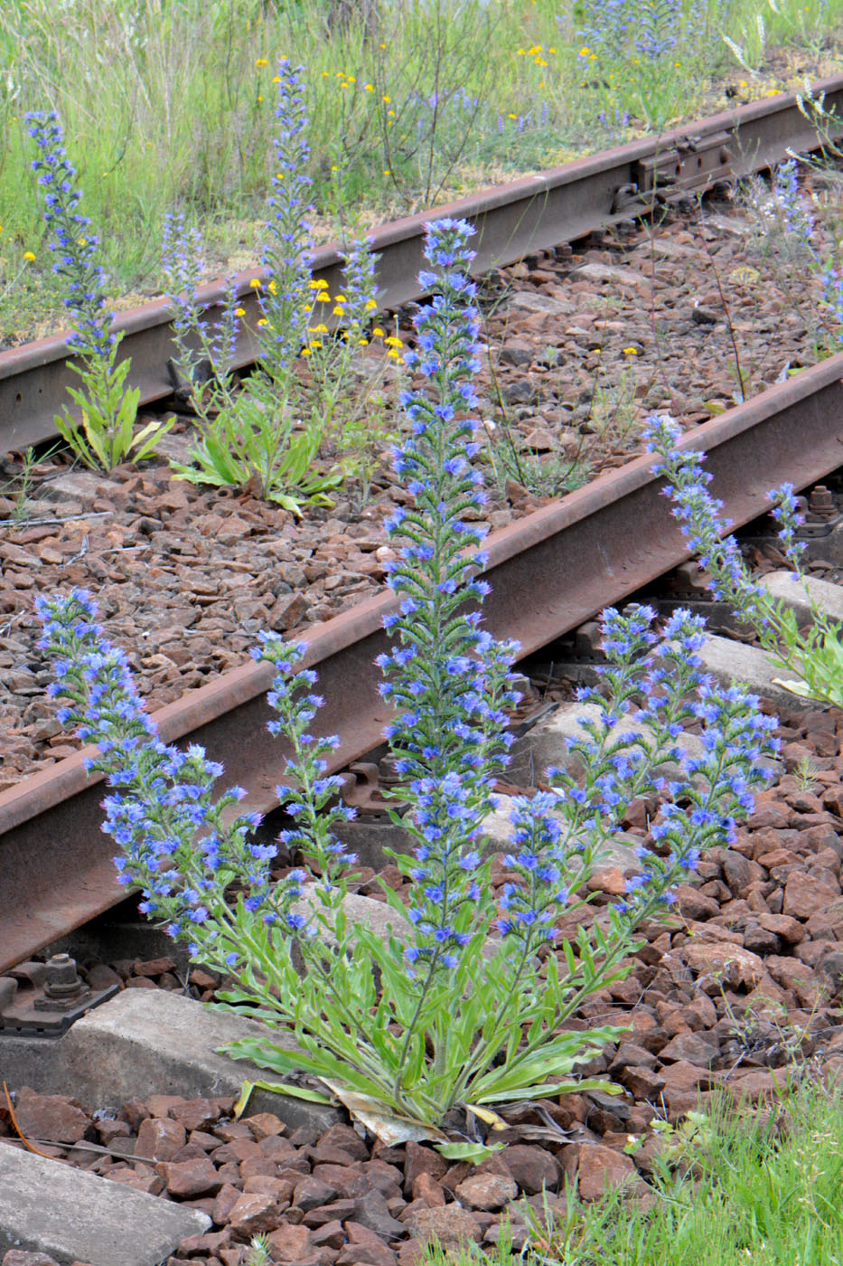 Изображение особи Echium vulgare.