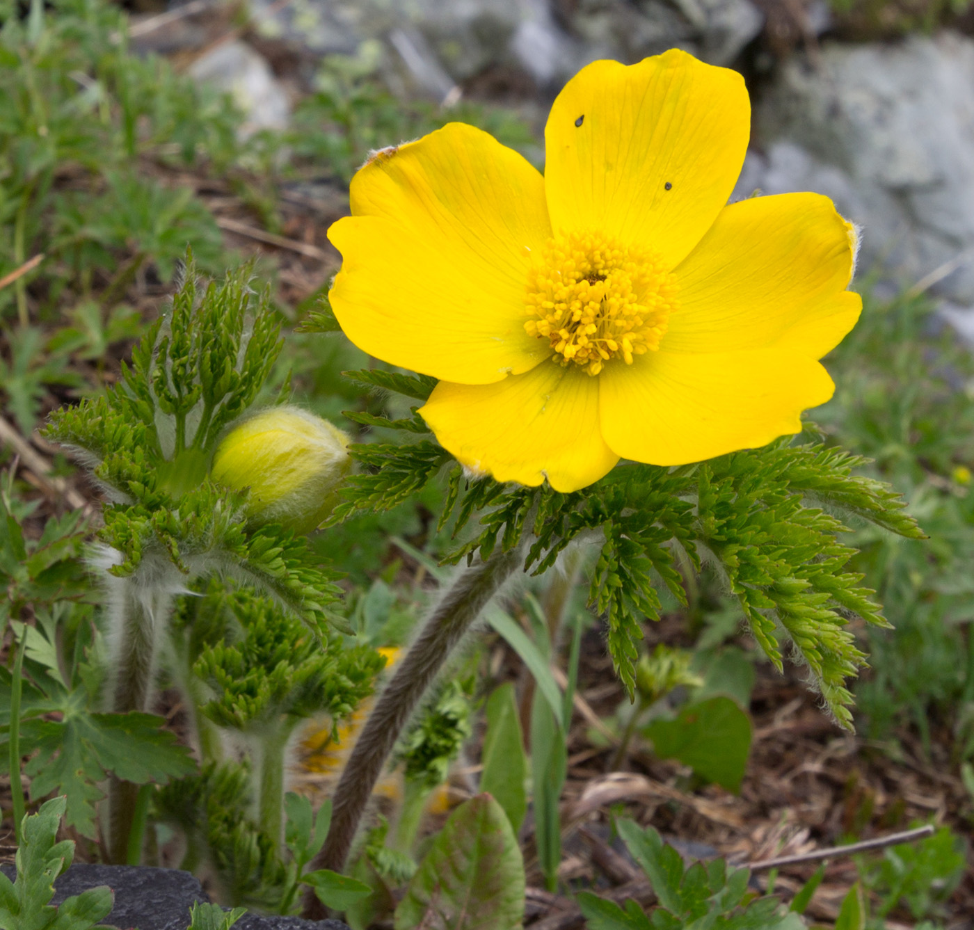 Изображение особи Pulsatilla aurea.
