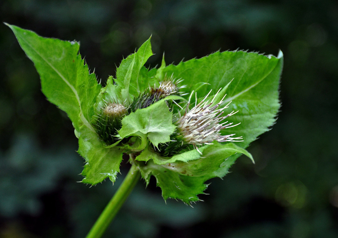 Изображение особи Cirsium oleraceum.