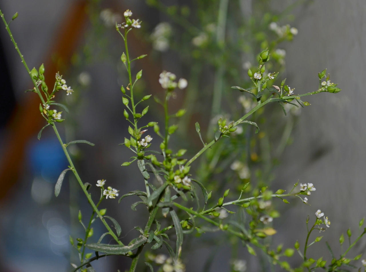 Изображение особи Lepidium graminifolium.